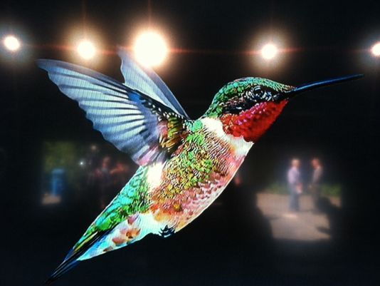 Google's New Hummingbird Update Google's New Hummingbird Update