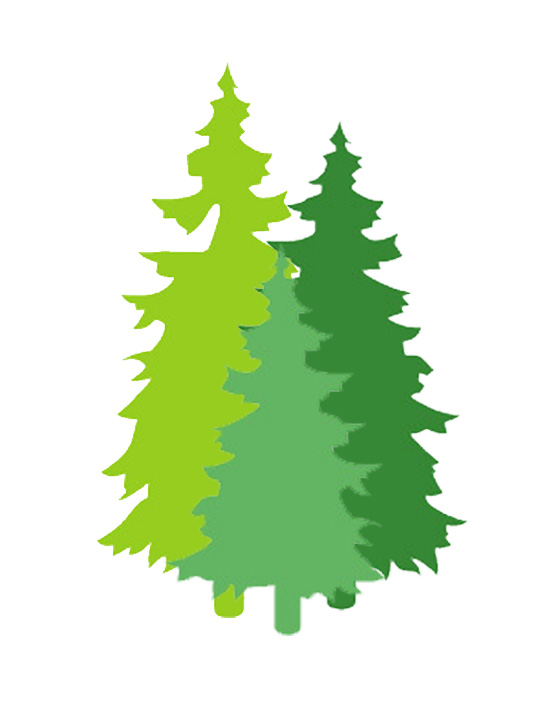 Now’s The Time To Freshen Your Evergreen Now’s The Time To Freshen Your Evergreen