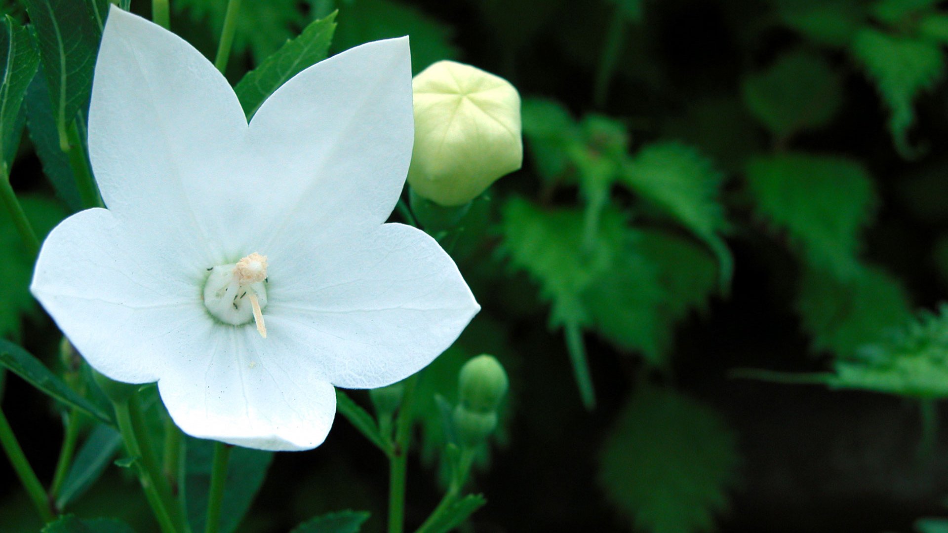 Spring Brakes and Other Timely Service Offers Spring Brakes and Other Timely Service Offers